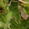 Peltigera leucophlebia